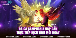 Đá Gà Campuchia Hấp Dẫn – Trực Tiếp Kịch Tính Mỗi Ngày